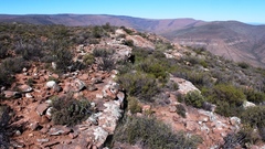 Dimorphotheca cuneata