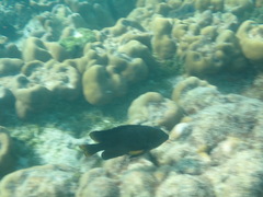 Hemiglyphidodon plagiometopon