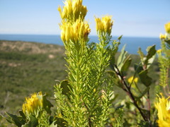 Pteronia uncinata