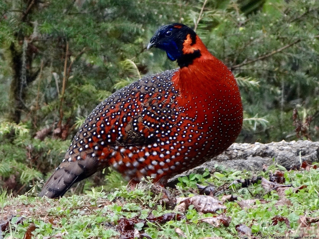Satyr Tragopan