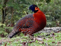 Tragopan satyra