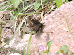 Pholisora