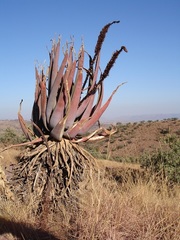Aloe castanea