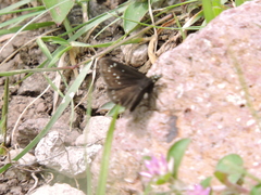 Pholisora