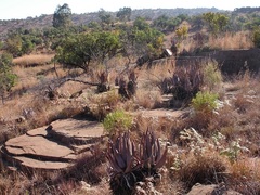 Aloe castanea