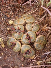 Lithops lesliei lesliei