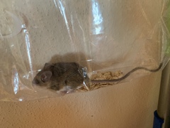 Peromyscus boylii