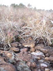 Lithops lesliei lesliei