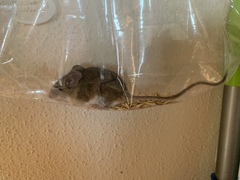 Peromyscus boylii