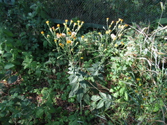 Hieracium virgultorum