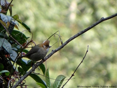 Yuhina bakeri