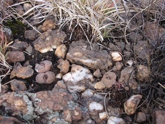 Lithops lesliei lesliei