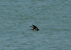 Hirundo rustica