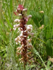Satyrium cristatum
