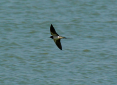 Hirundo rustica