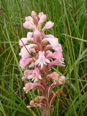 Satyrium hallackii ocellatum