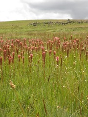 Satyrium hallackii ocellatum
