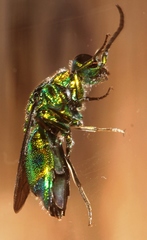 Chrysis lincea