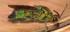 Chrysis lincea