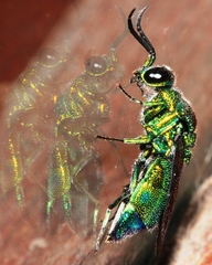 Chrysis lincea