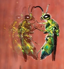 Chrysis lincea