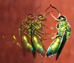 Chrysis lincea