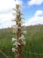 Satyrium longicauda longicauda