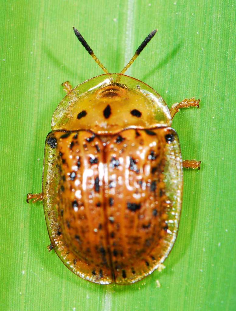 Three-spot Tortoise Beetle
