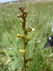Satyrium parviflorum