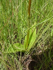 Satyrium parviflorum