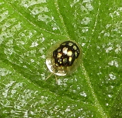 Plagiometriona microcera