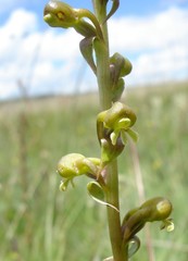 Satyrium parviflorum
