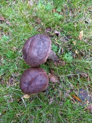 Leccinum scabrum melaneum