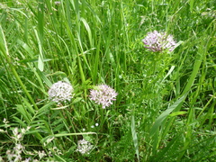 Allium decipiens