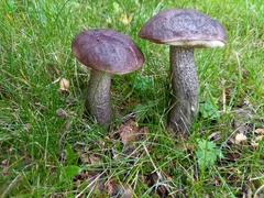 Leccinum scabrum melaneum