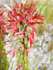 Erica monadelphia