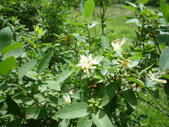 Lonicera × muendeniensis