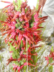 Erica monadelphia
