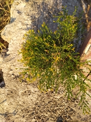 Hypericum triquetrifolium