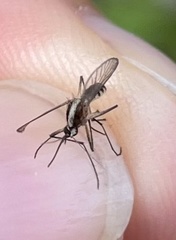 Aedes atlanticus