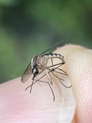 Aedes atlanticus