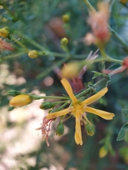 Hypericum triquetrifolium