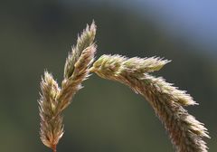 Phleum hirsutum