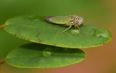 Macugonalia cavifrons