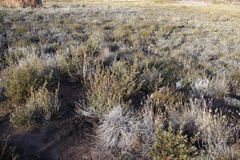 Cliffortia acanthophylla