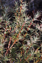 Cliffortia acanthophylla