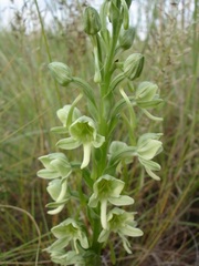 Habenaria epipactidea