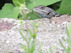 Sceloporus mucronatus