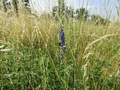 Delphinium schmalhausenii