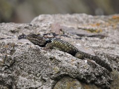 Sceloporus mucronatus
